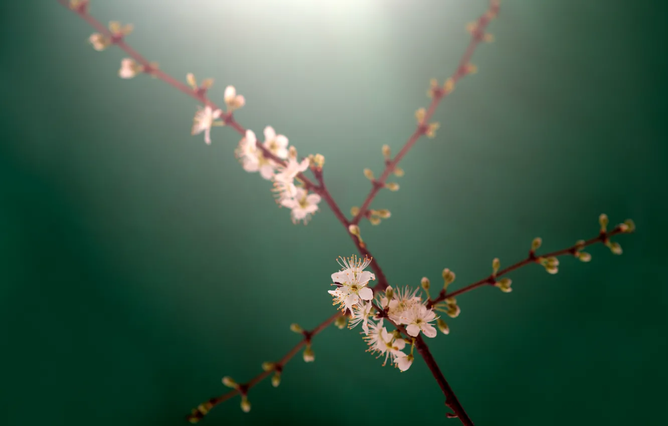 Фото обои ветки, стебли, бутоны, белые цветы, branches, buds, stalks, white flowers