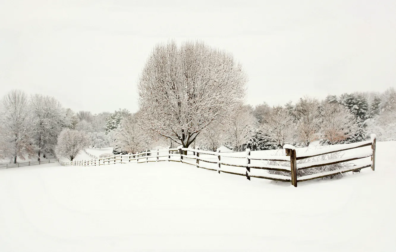 Фото обои зима, снег, деревья, пейзаж, природа, забор, ограда, ели