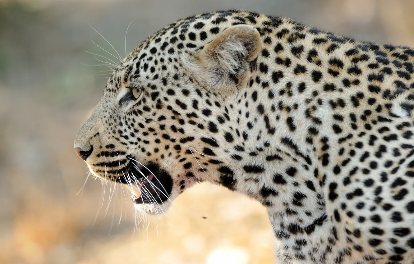 Фото обои морда, хищник, леопард, профиль, дикая кошка