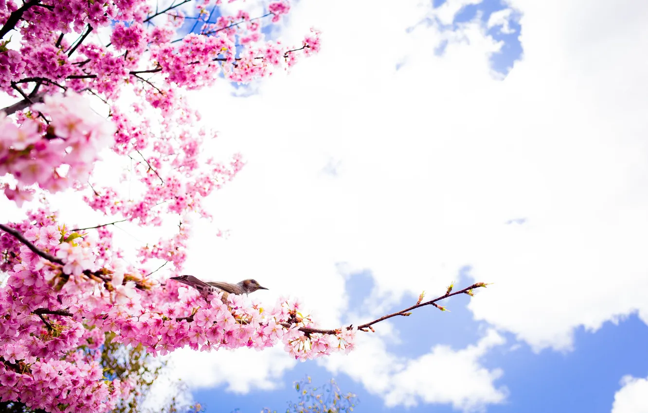 Фото обои весна, лепестки, сакура, птичка, цветение