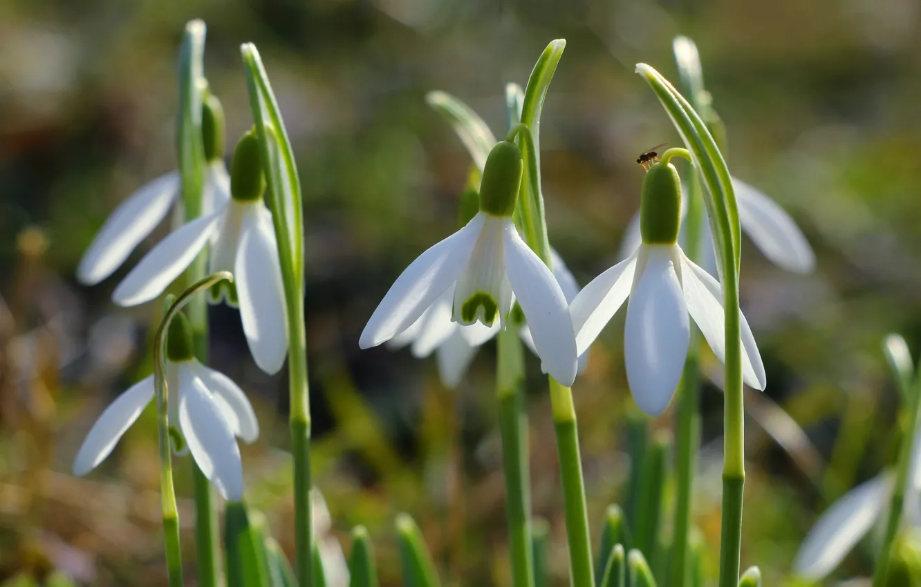 Фото обои flower, garden, spring, snowdrop