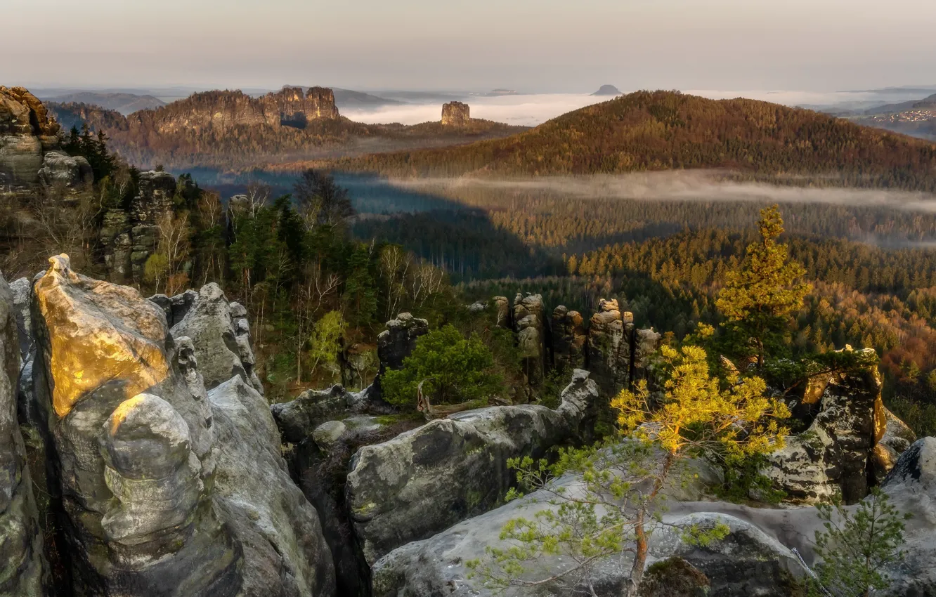 Фото обои лес, горы, туман
