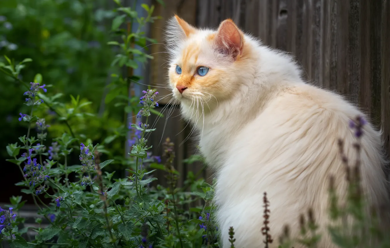 Фото обои зелень, кошка, белый, лето, кот, взгляд, морда, цветы