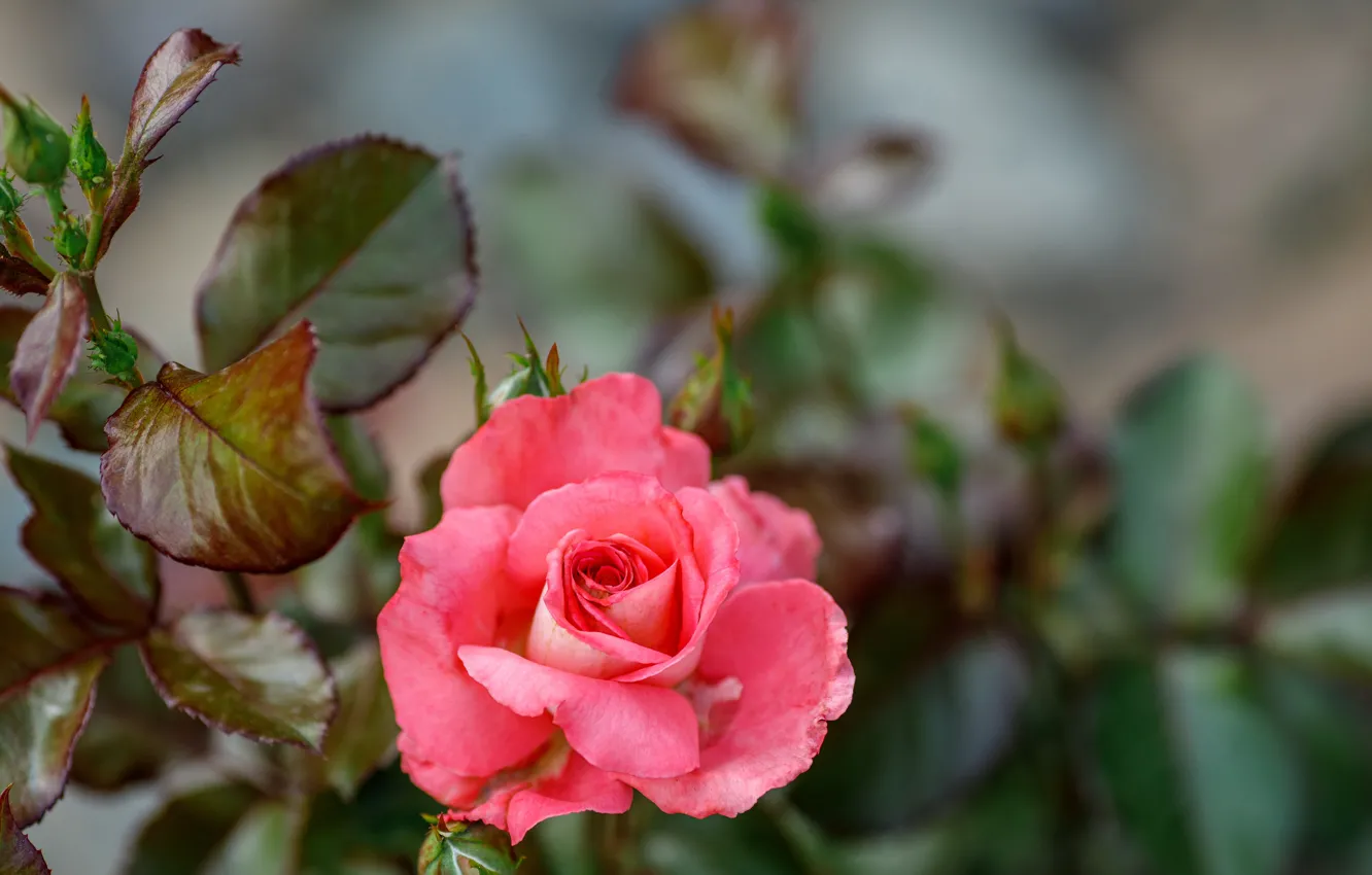 Фото обои розовая, роза, куст, красивая, @hdesert