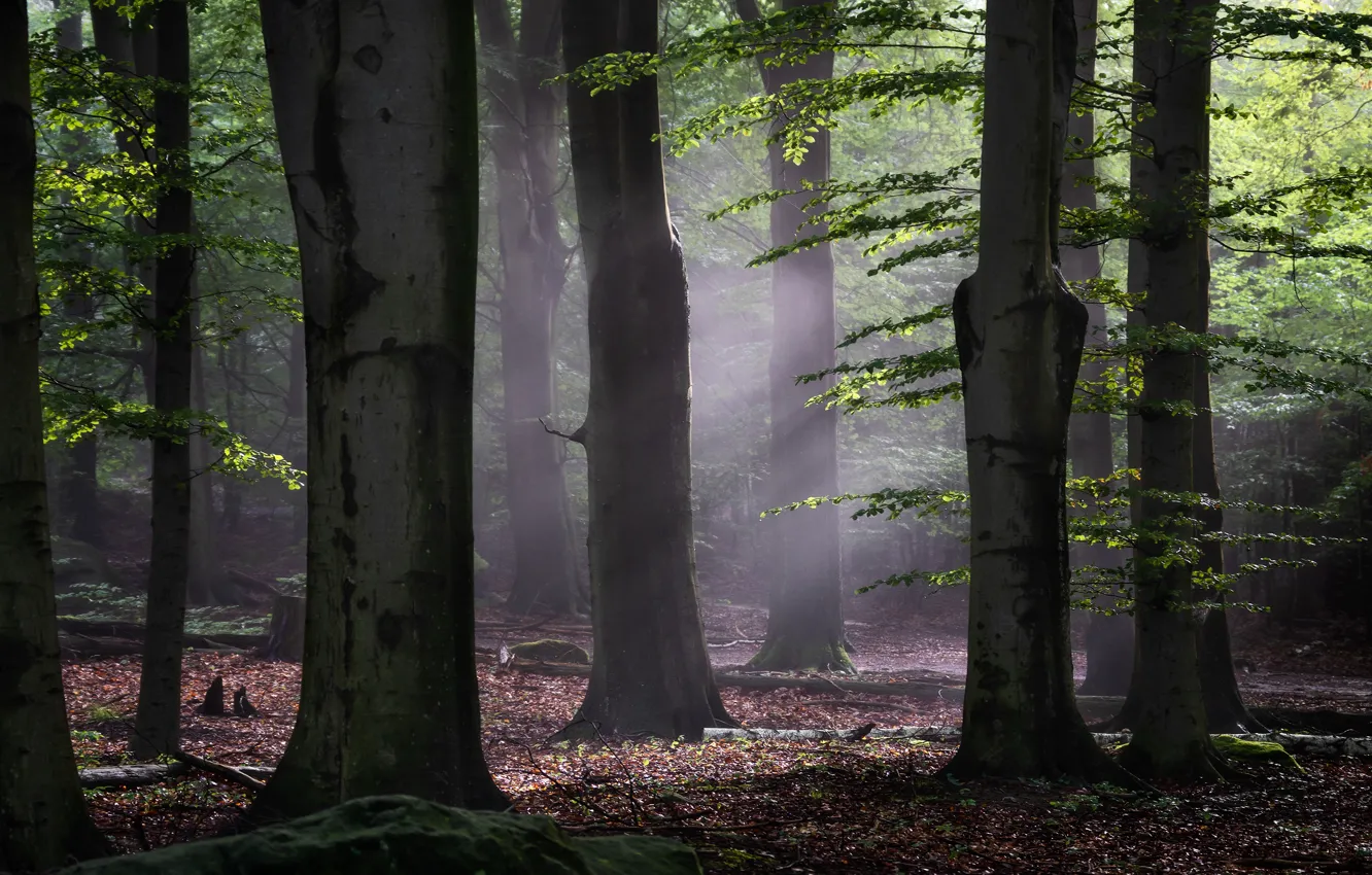 Фото обои лес, свет, деревья, туман, стволы, листва