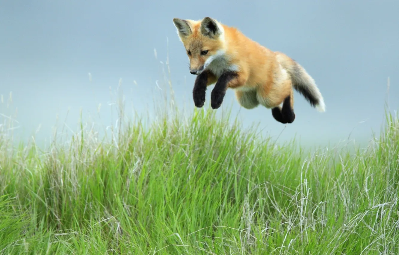 Фото обои трава, прыжок, лиса