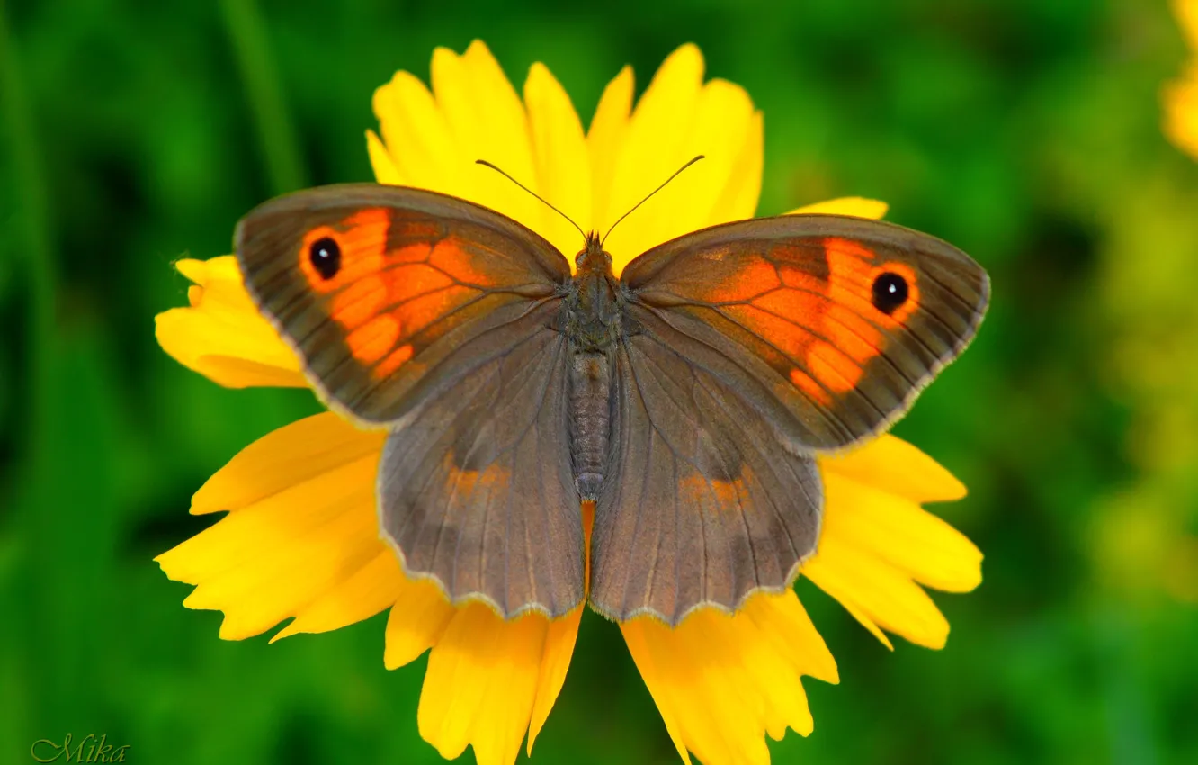 Фото обои Макро, Бабочка, Butterfly, Makro