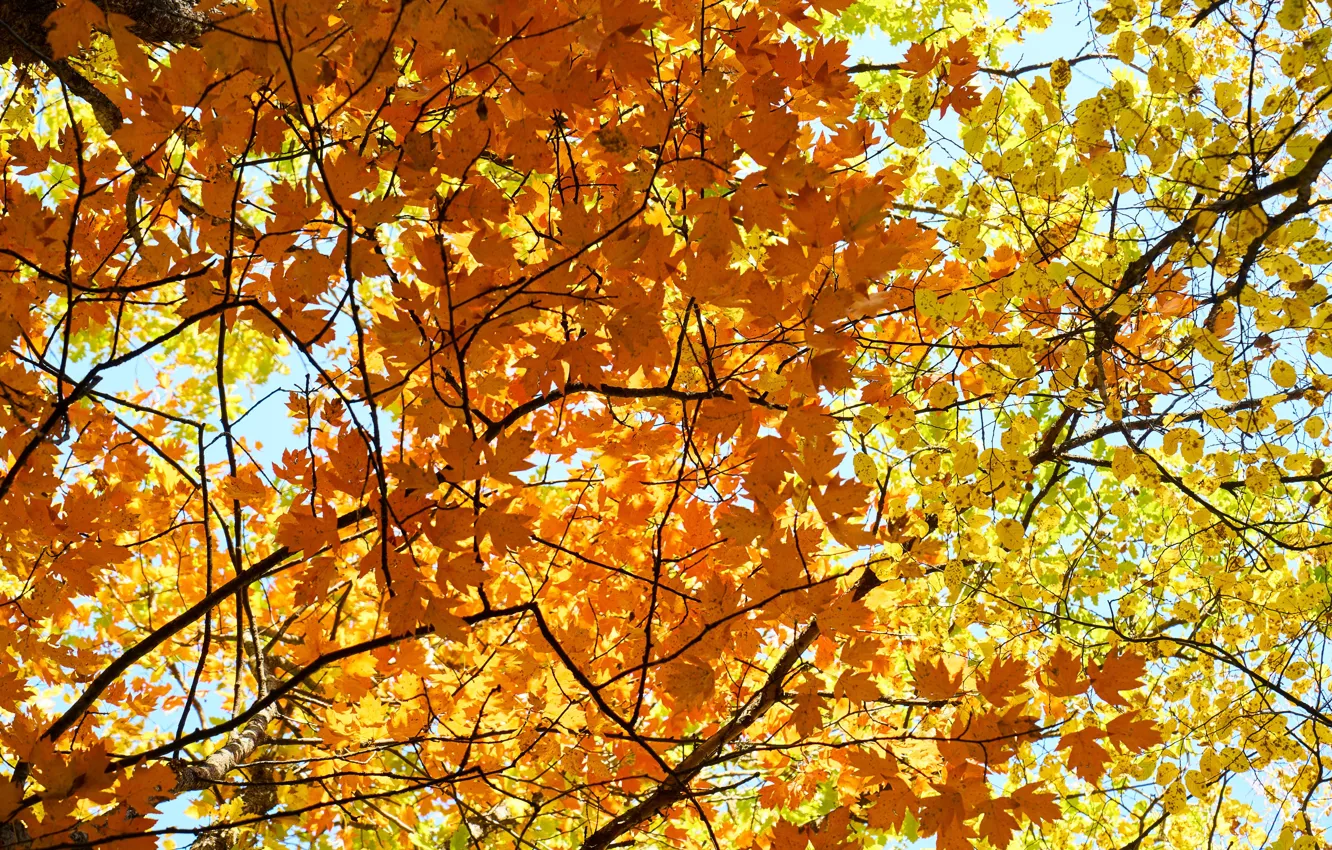 Фото обои осень, листья, colorful, клен, autumn, leaves, осенние, maple