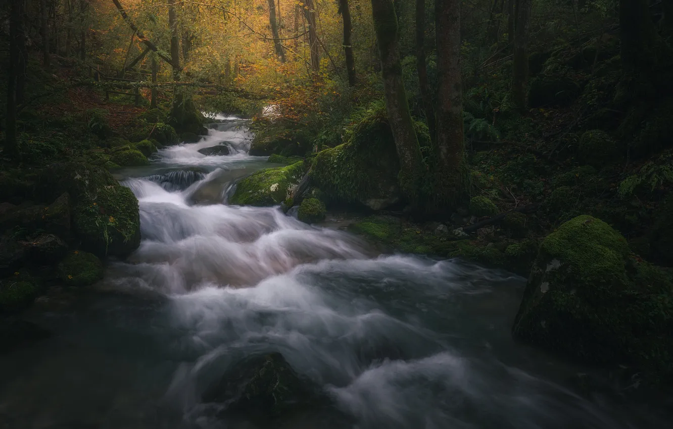 Фото обои лес, природа, река, ручей
