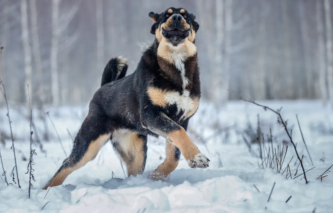 Фото обои зима, снег, радость, улыбка, настроение, лапа, собака, прогулка