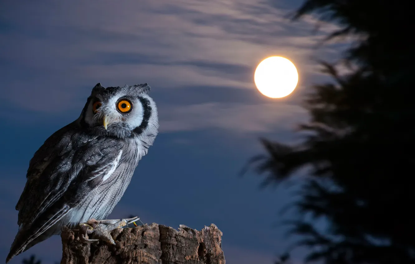 Фото обои ночь, сова, птица, луна