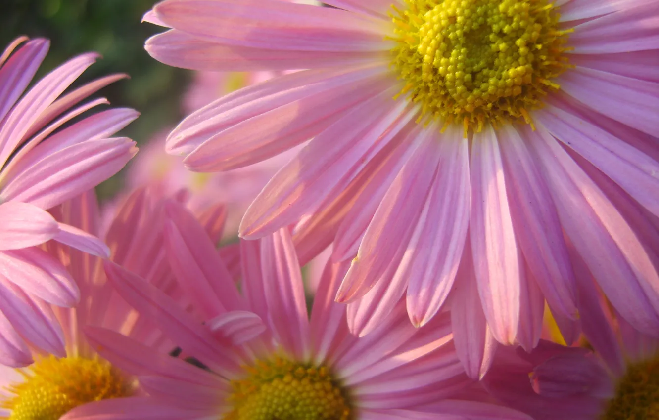 Фото обои цветы, розовые, flowers, Персидская ромашка, Пиретрум розовый