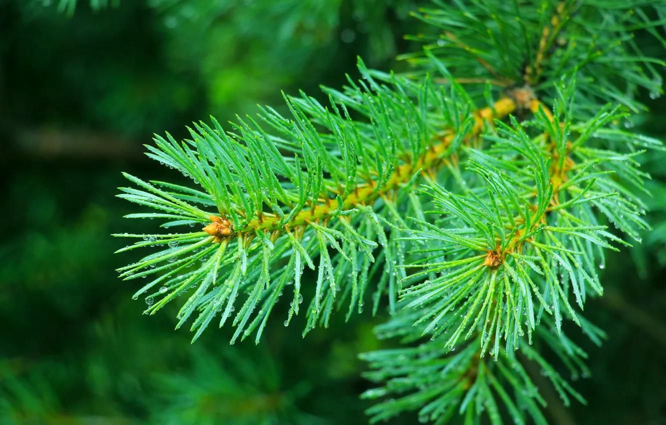 Фото обои plant, pine, twig
