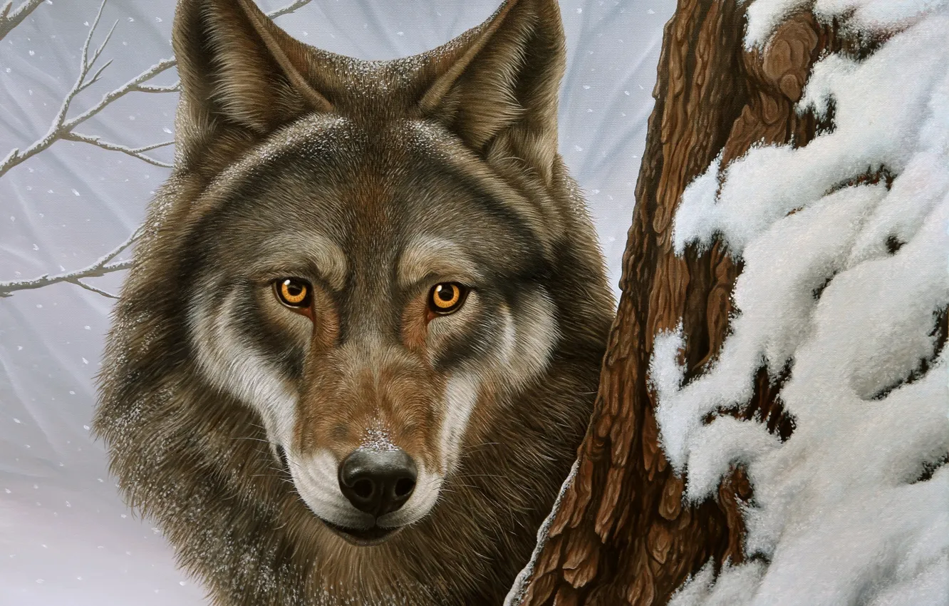 Фото обои зима, взгляд, снег, волк, портрет
