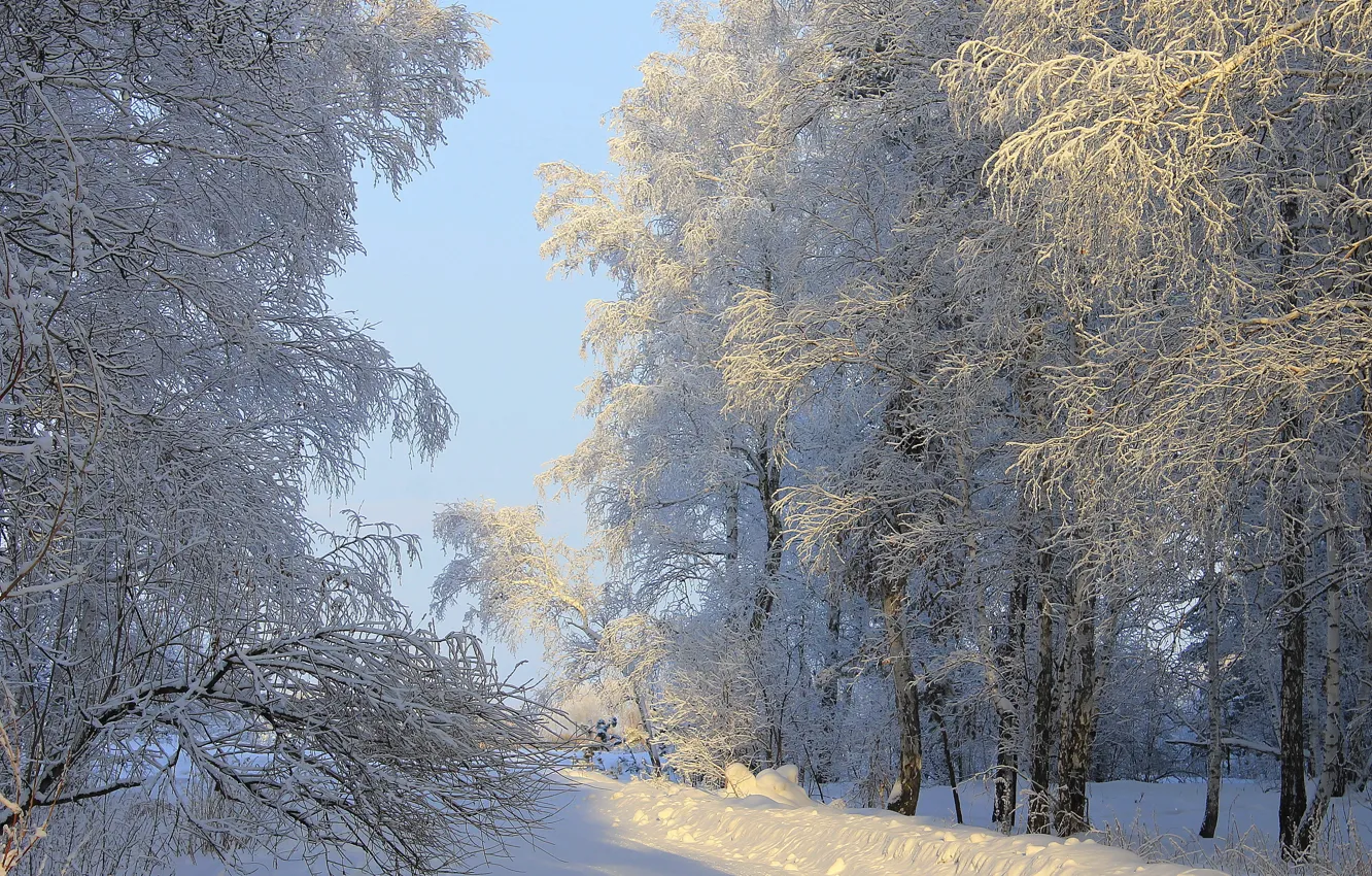 Фото обои зима, солнце, снег, деревья, природа, фото