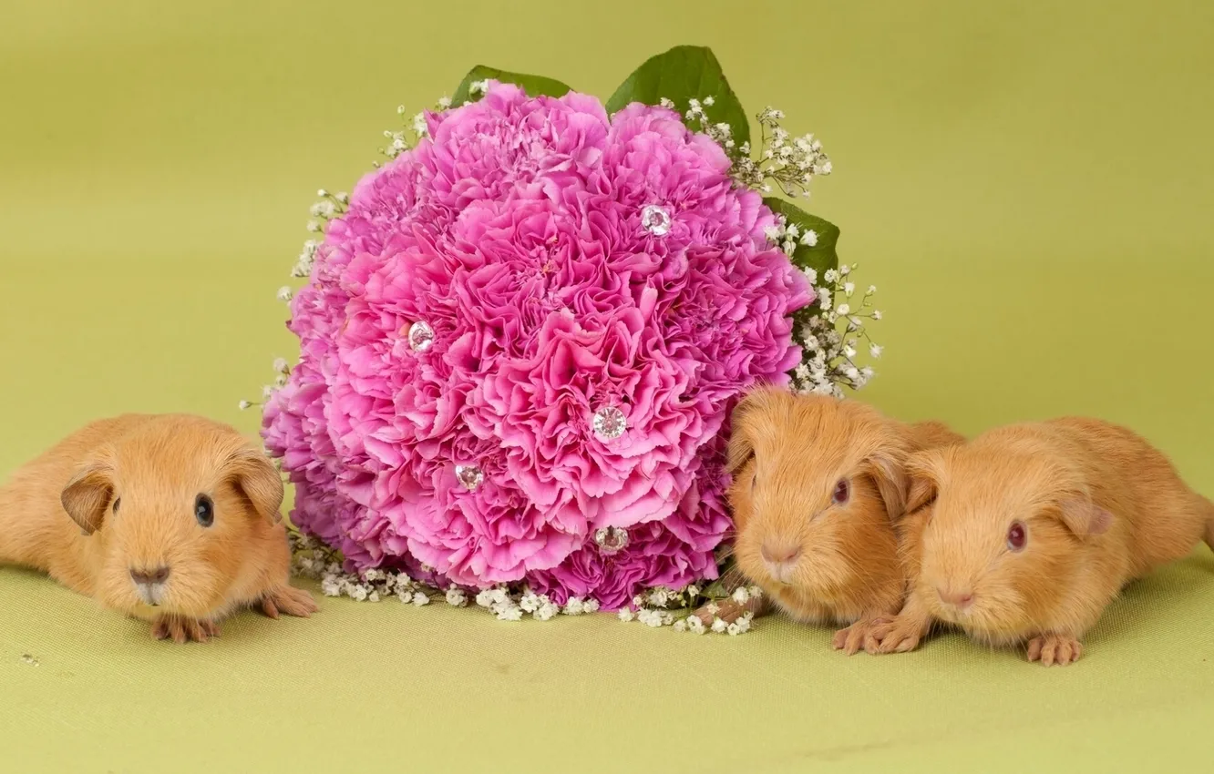 Фото обои цветы, букет, морские свинки
