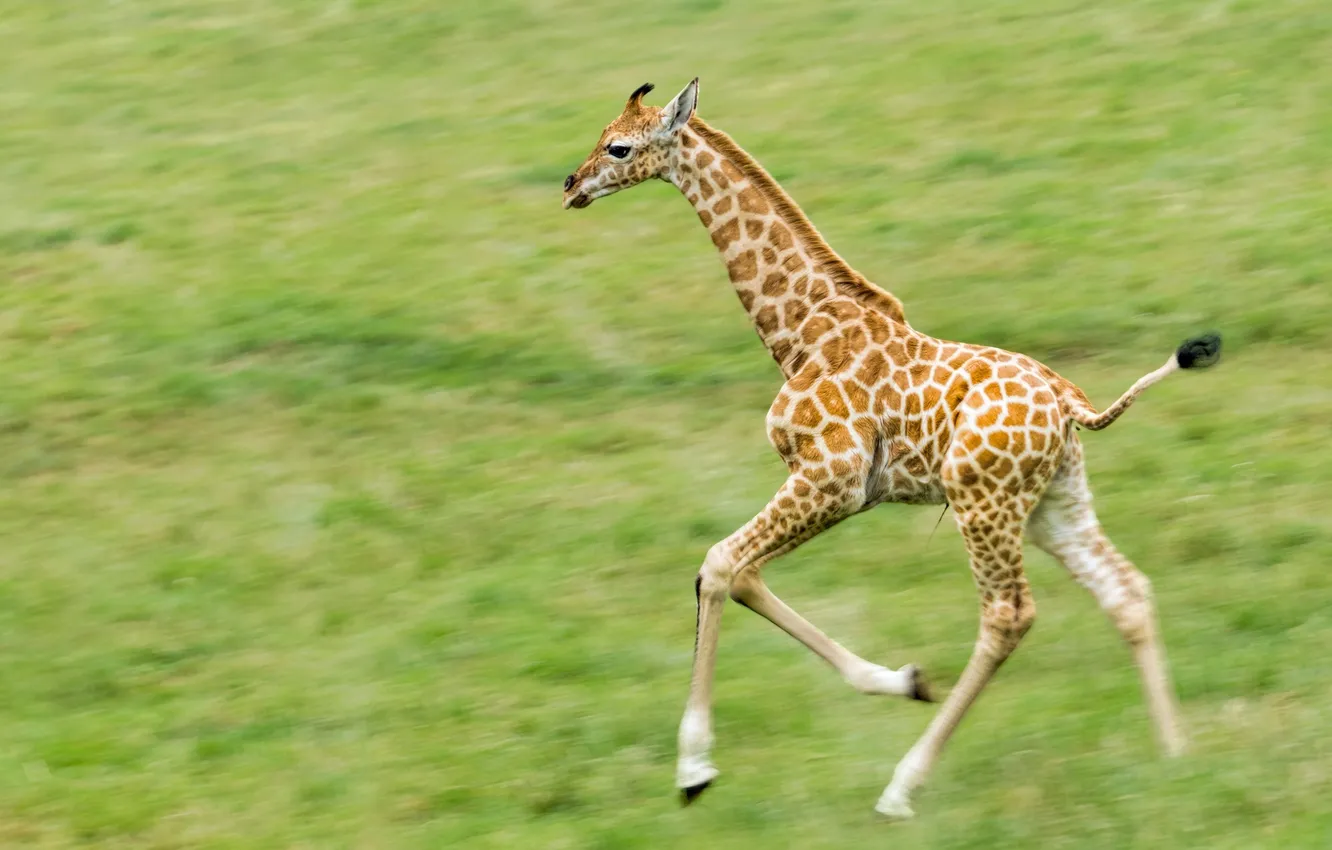 Фото обои бег, жираф, пятна, детеныш, молодой