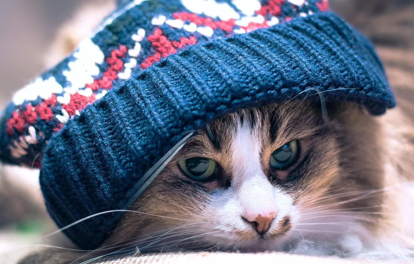 Фото обои hat, eyes, Cat, animal, closeup, whiskers, depth of field, feline