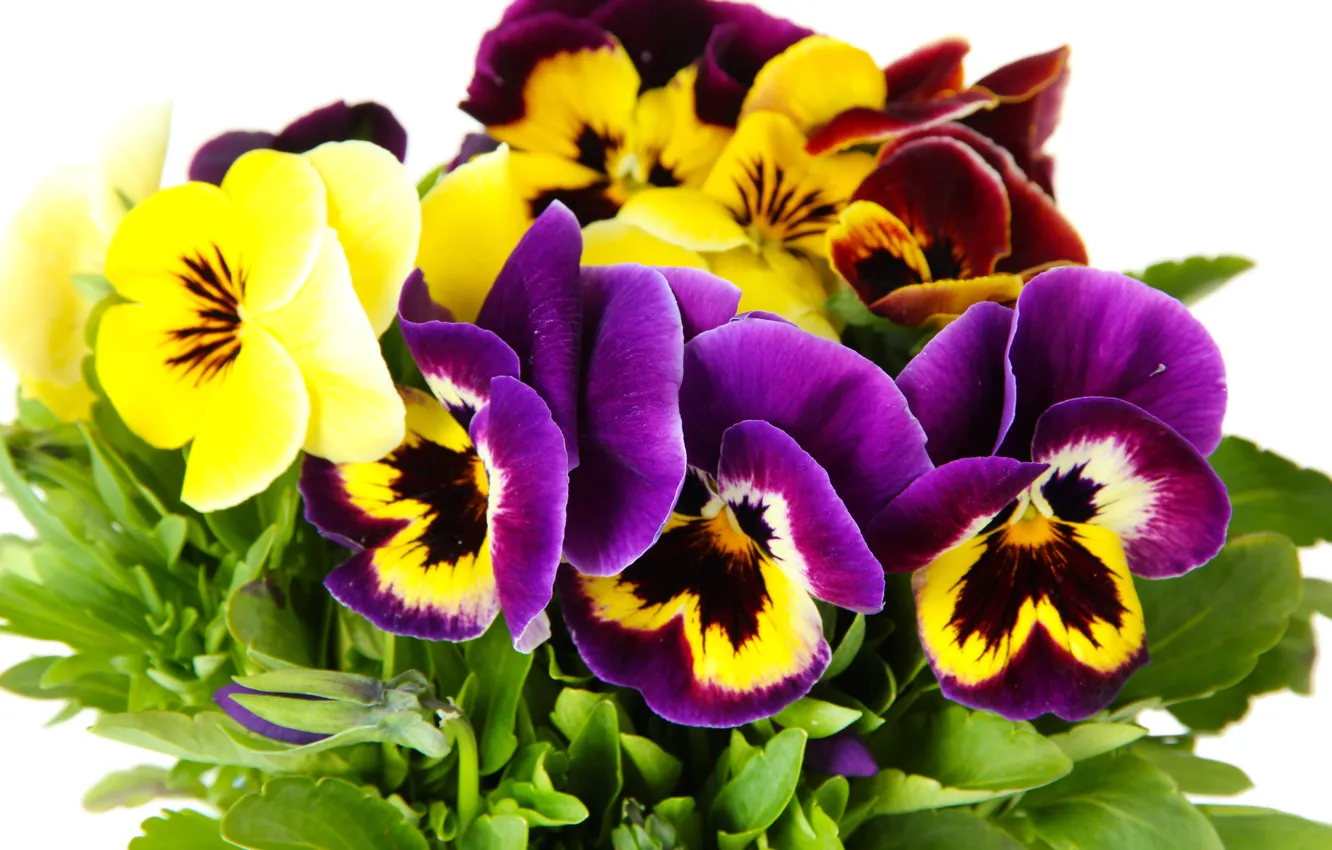 Фото обои цветы, анютины глазки, yellow, garden, violet, white background, Viola