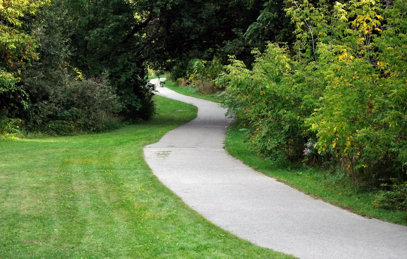 Фото обои зелень, парк, green, растения, сад, дорожка, park, path