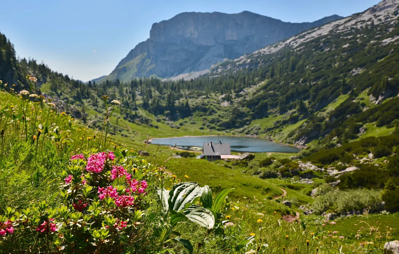 Фото обои цветы, горы, озеро, дом, Альпы