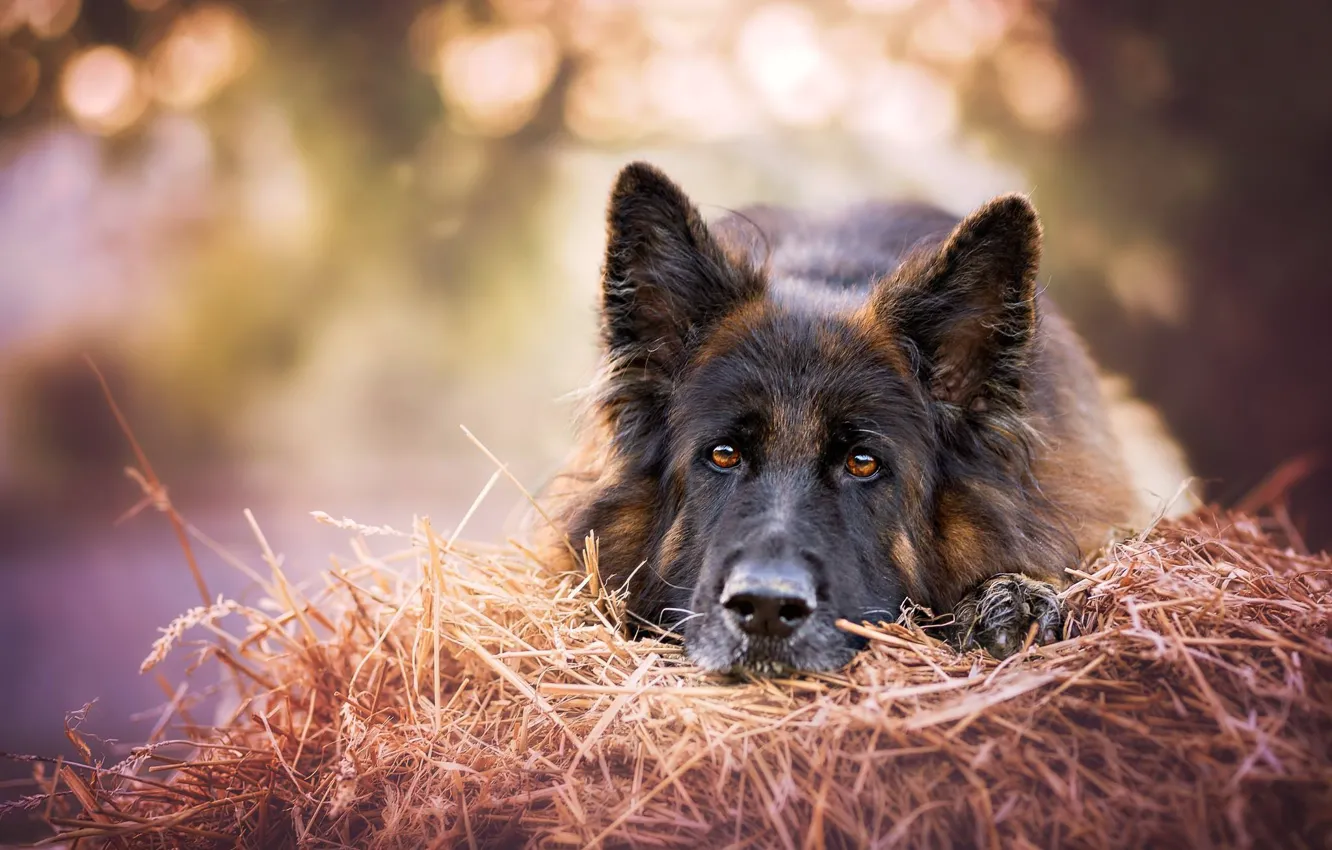 Фото обои взгляд, морда, собака, сено, Немецкая овчарка