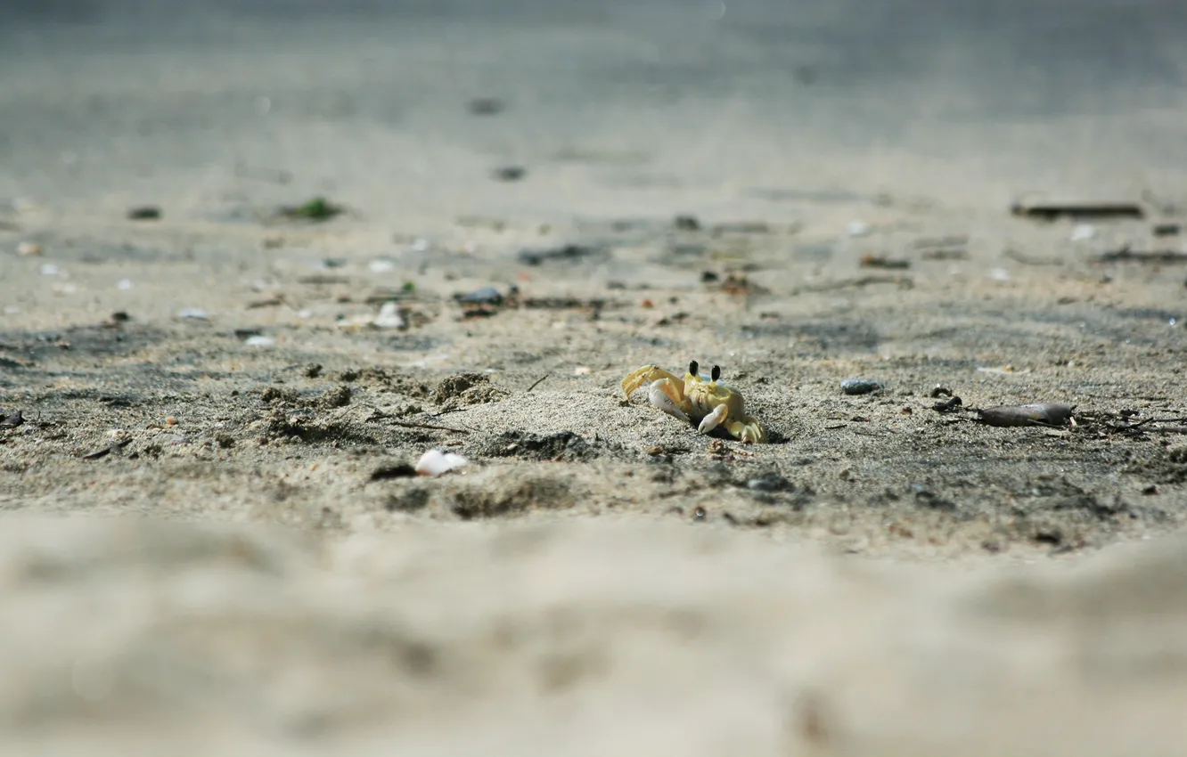 Фото обои песок, животные, пляж, краб