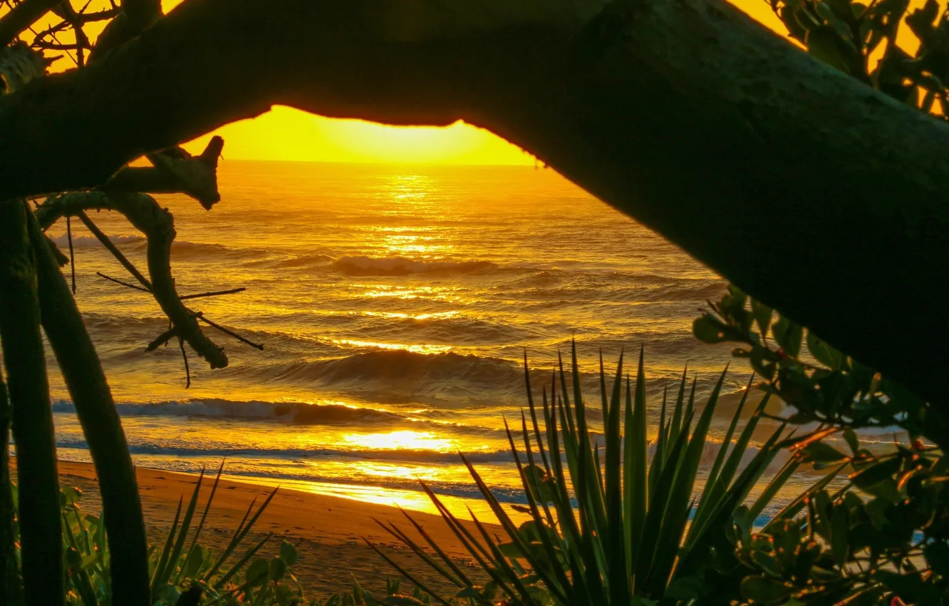 Фото обои волны, свет, дерево, Пляж, растения