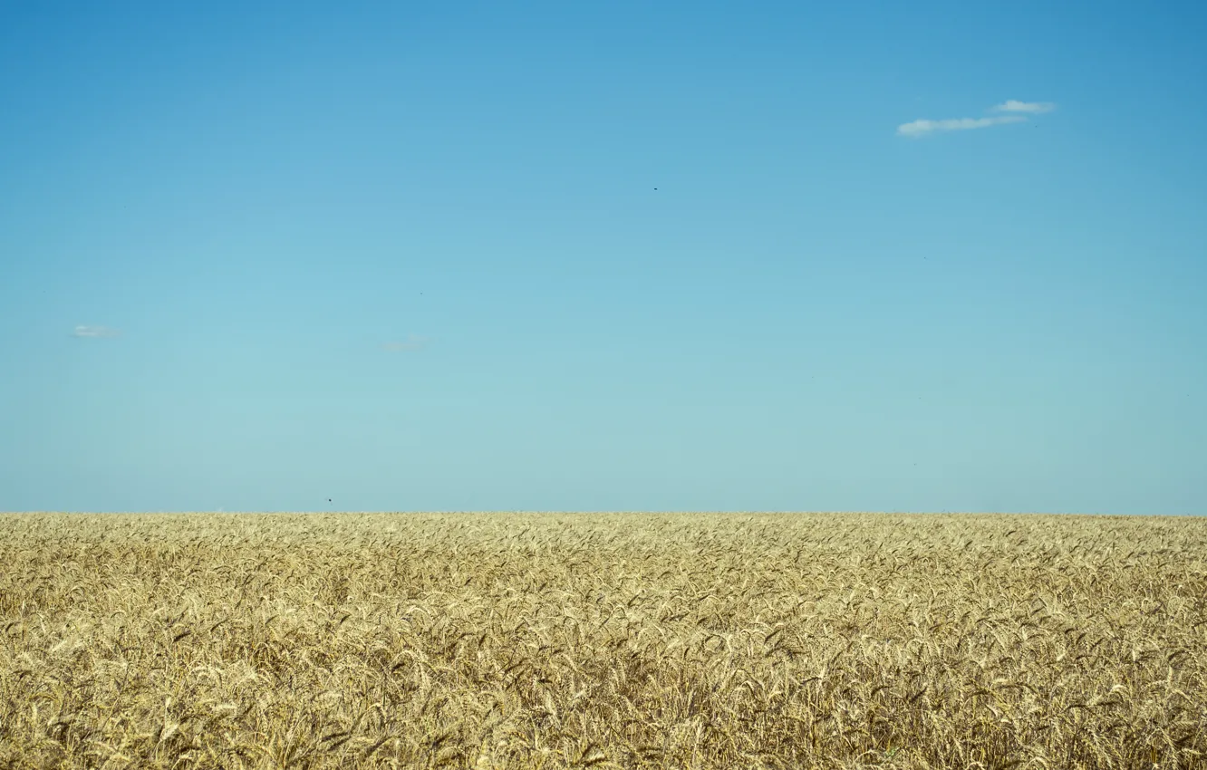 Фото обои пшеница, поле, безмятежность, голубое небо