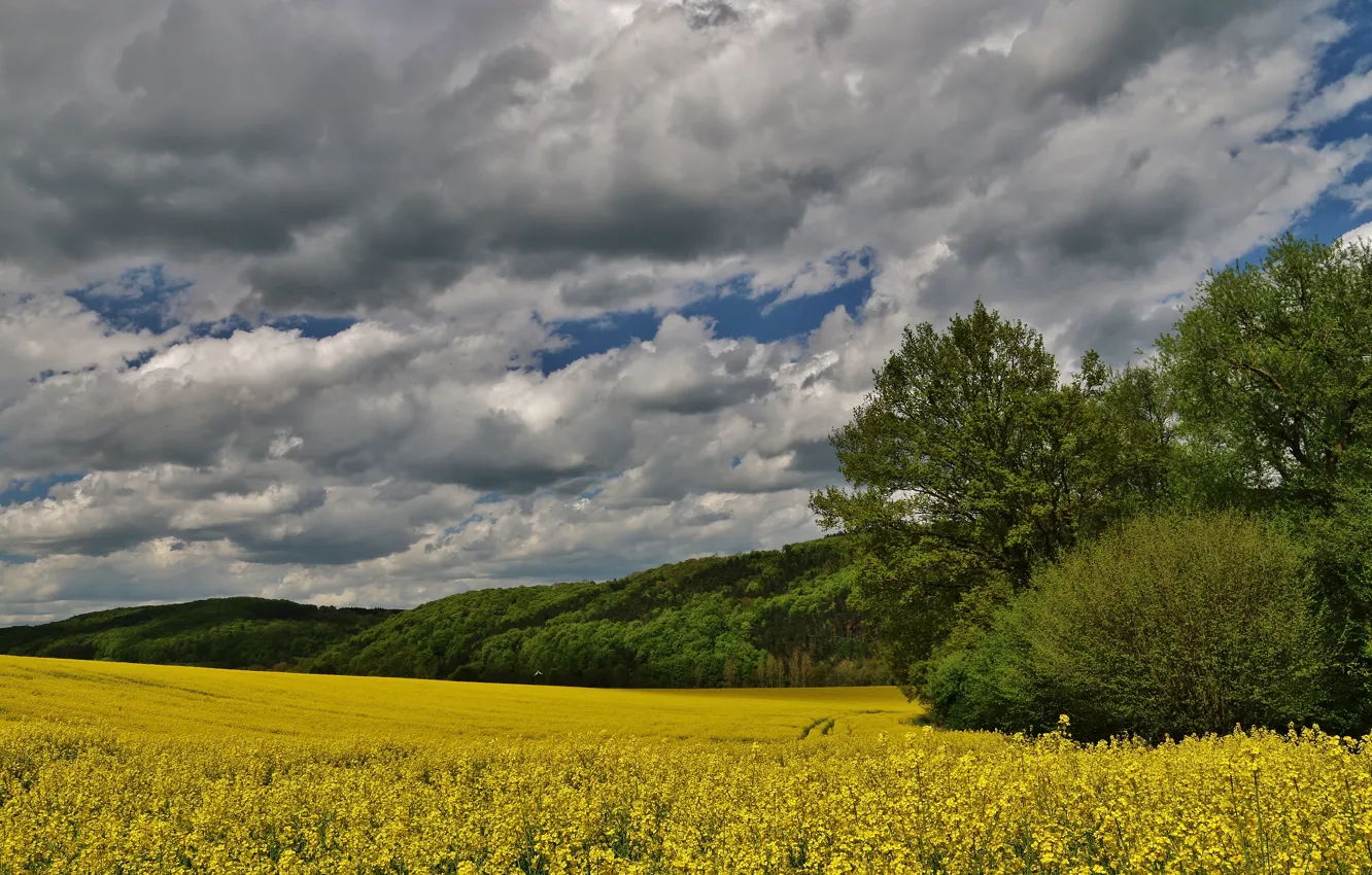 Фото обои поле, лето, небо, облака, деревья, степь, Природа, цветочки