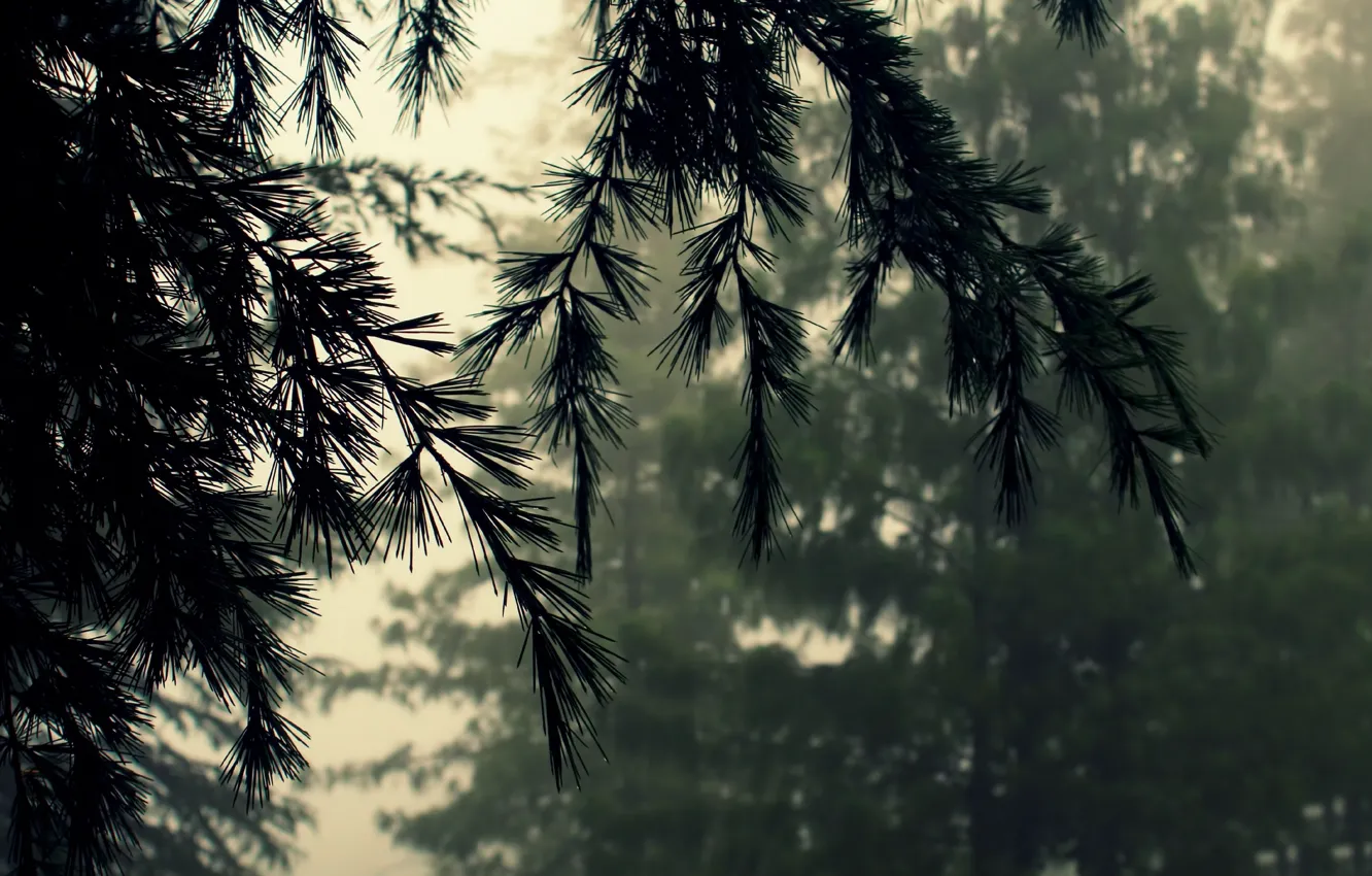 Фото обои лес, макро, природа, туман, ветви, хвоя, кедр, ненастье