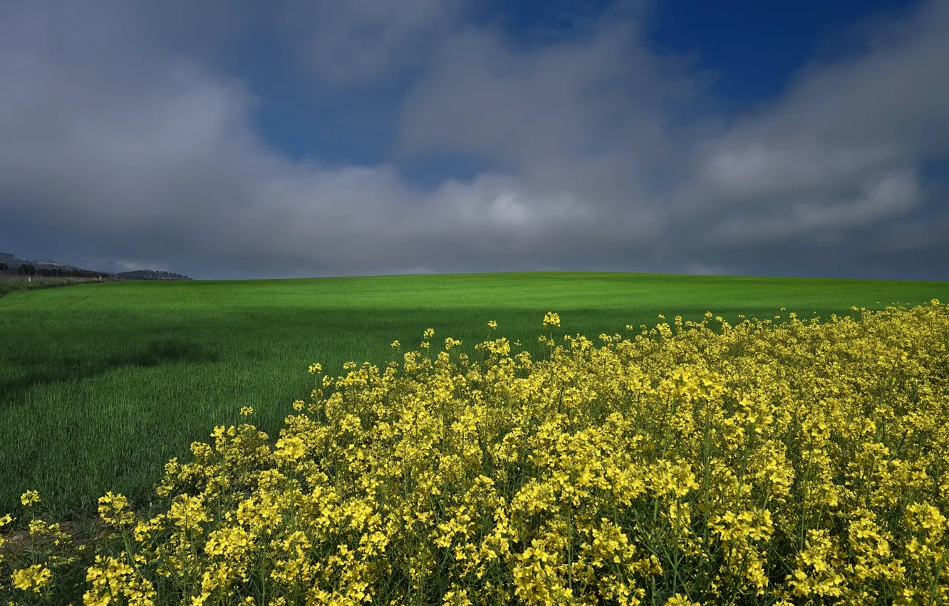 Фото обои зелень, поле, небо, облака, цветы, желтые, злаки, рапс