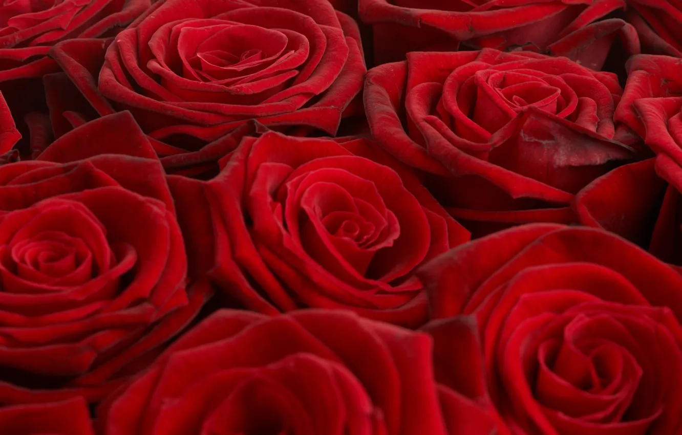 Фото обои красный, обои, розы, букет