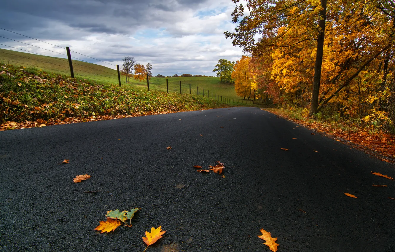 Фото обои дорога, осень, асфальт, листья, облака, деревья, природа, поля