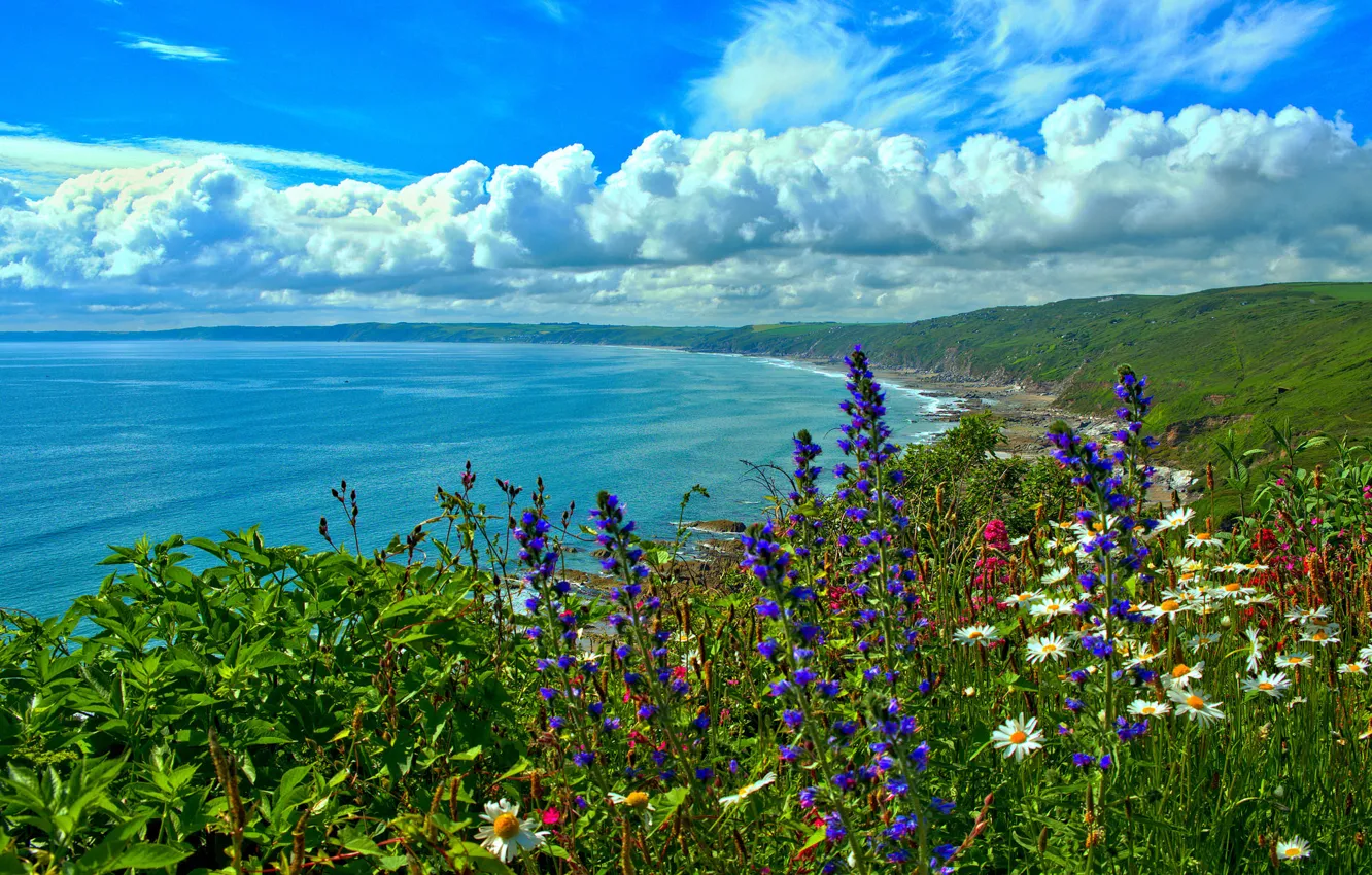 Фото обои море, цветы, побережье, залив, England, Корнуолл, Cornwall, Whitsand Bay