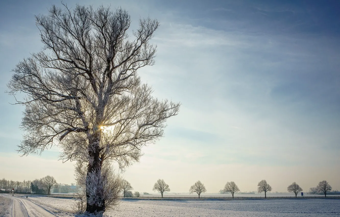 Фото обои зима, дорога, дерево
