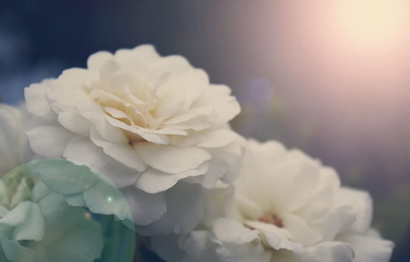 Фото обои блики, розы, лепестки, белые, нежно