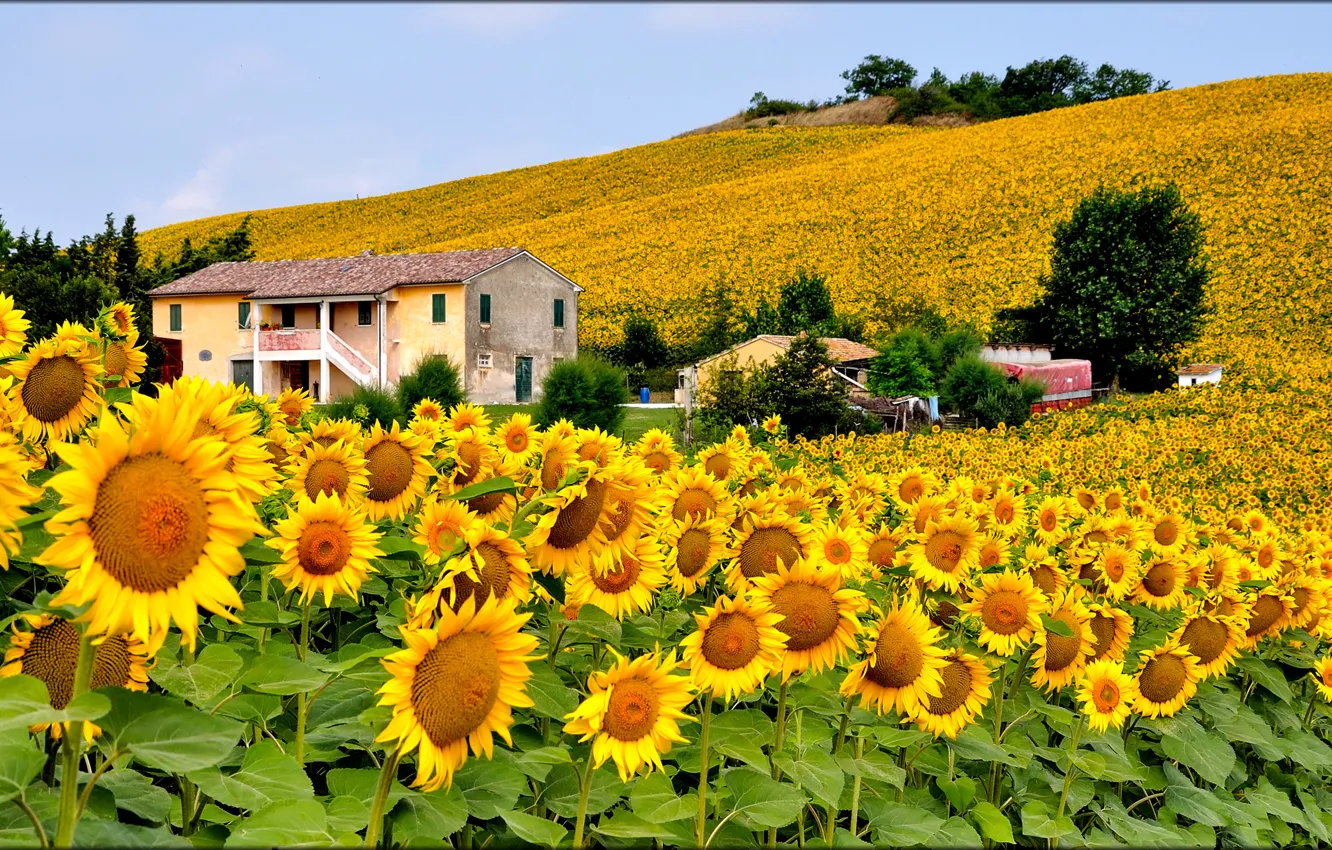 Фото обои поле, небо, цветы, дом, холмы, подсолнух, Италия