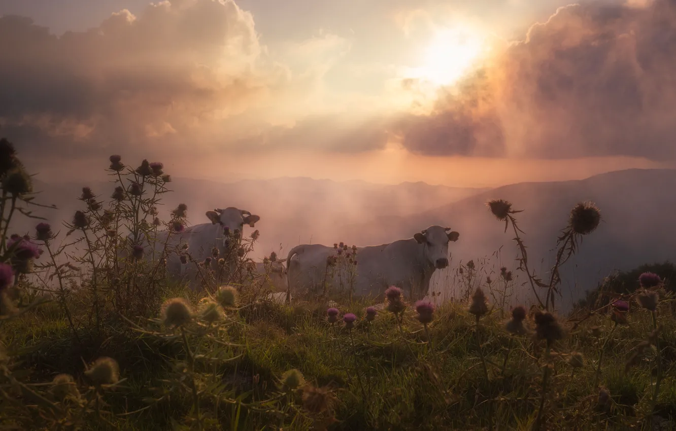 Фото обои поле, лето, небо, трава, облака, горы, туман, рассвет