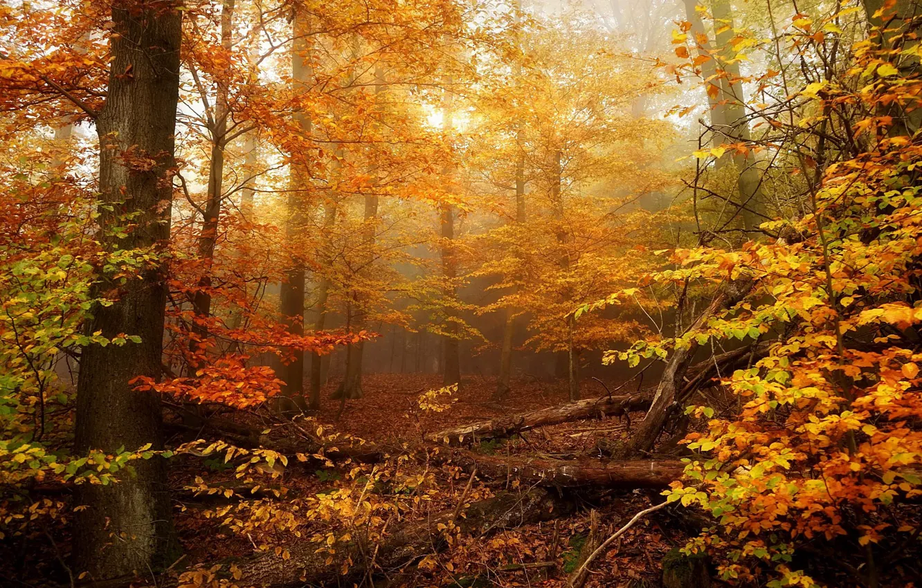Фото обои лес, деревья, краски осени