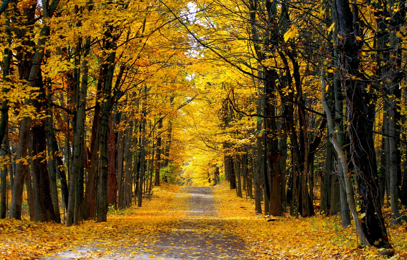 Фото обои дорога, осень, лес, солнечный день, проселочная