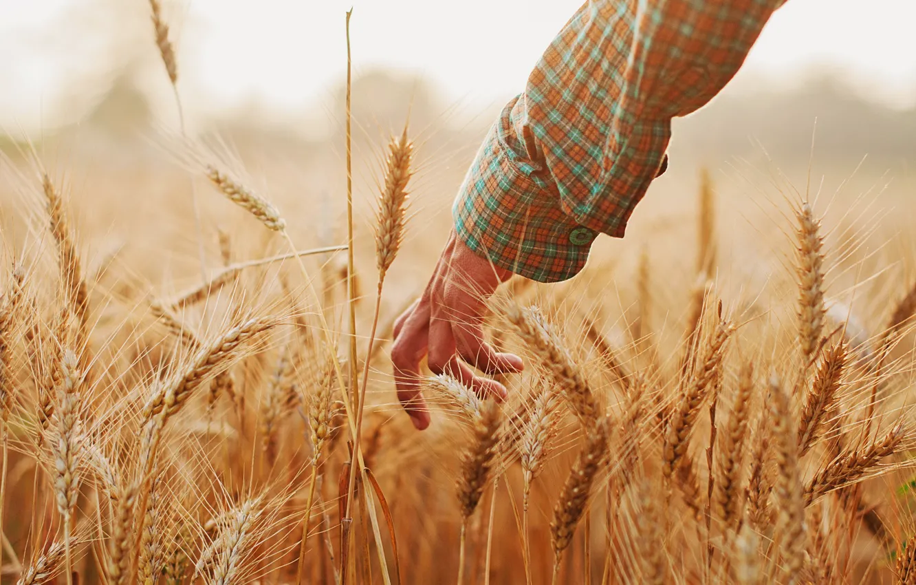 Фото обои лето, руки, колосья