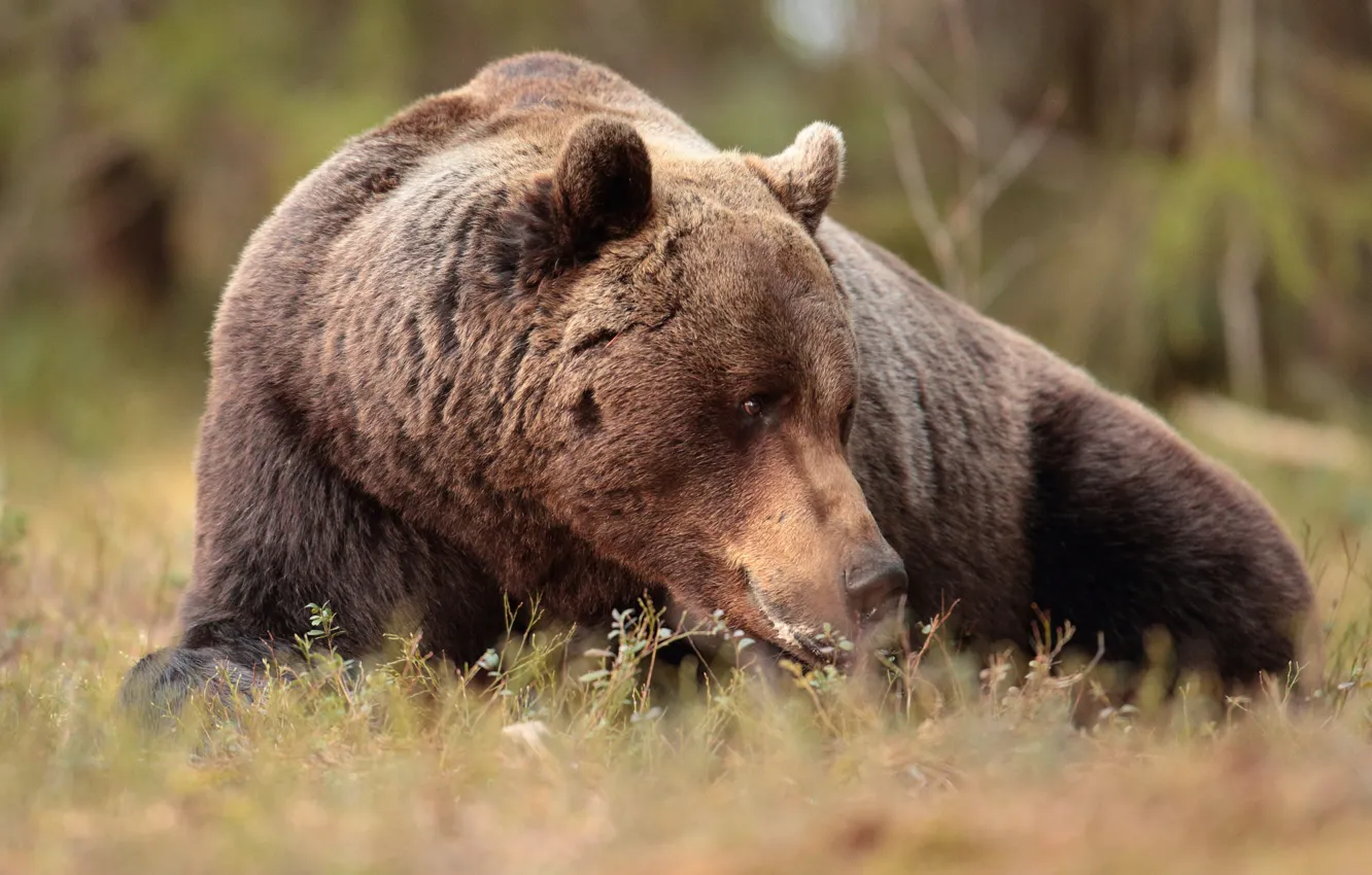 Фото обои медведь, зверь, топтыгин
