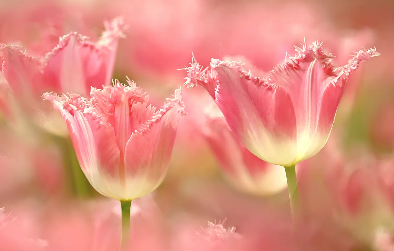 Фото обои цветы, весна, тюльпаны, розовые, боке