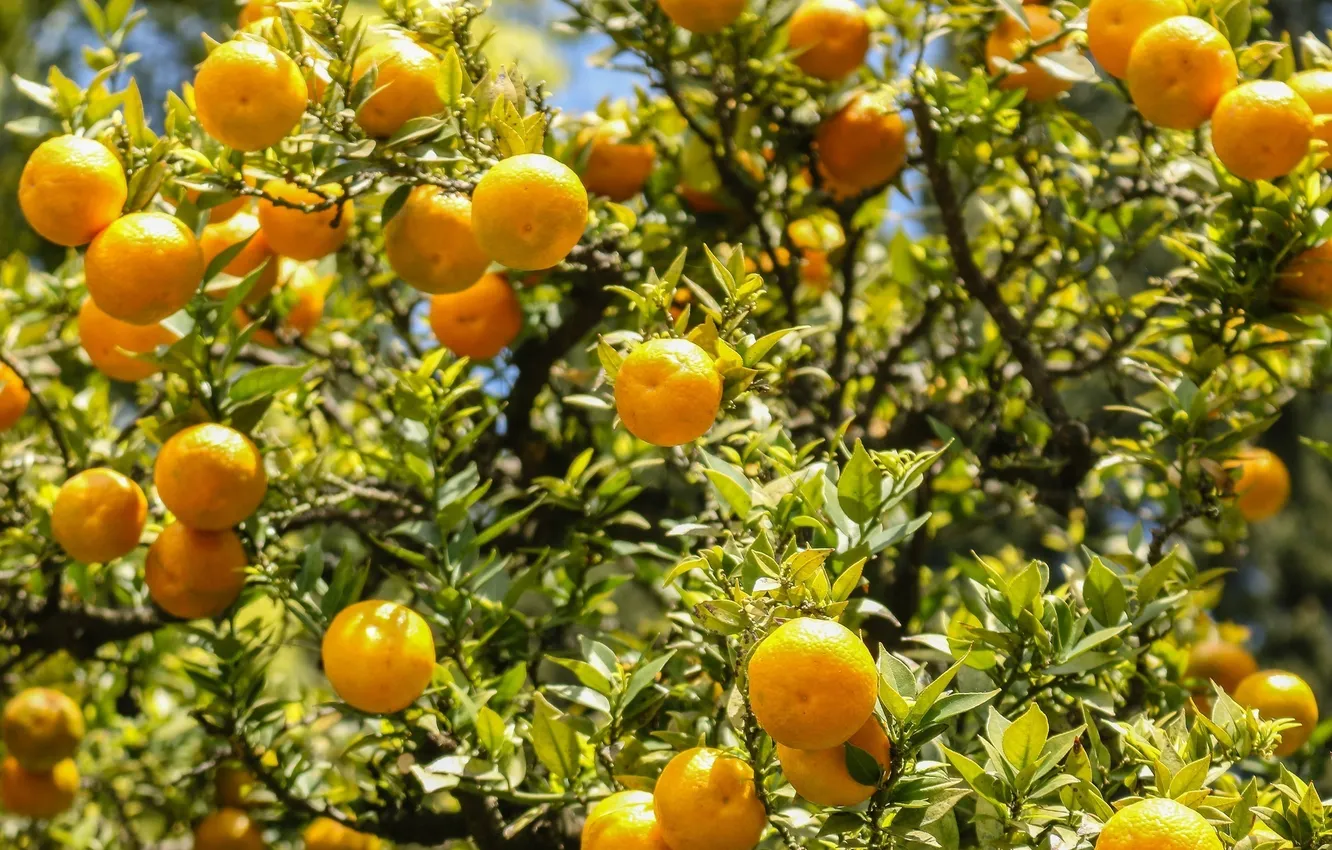 Фото обои солнце, свет, листва, апельсины, плоды, цитрусы