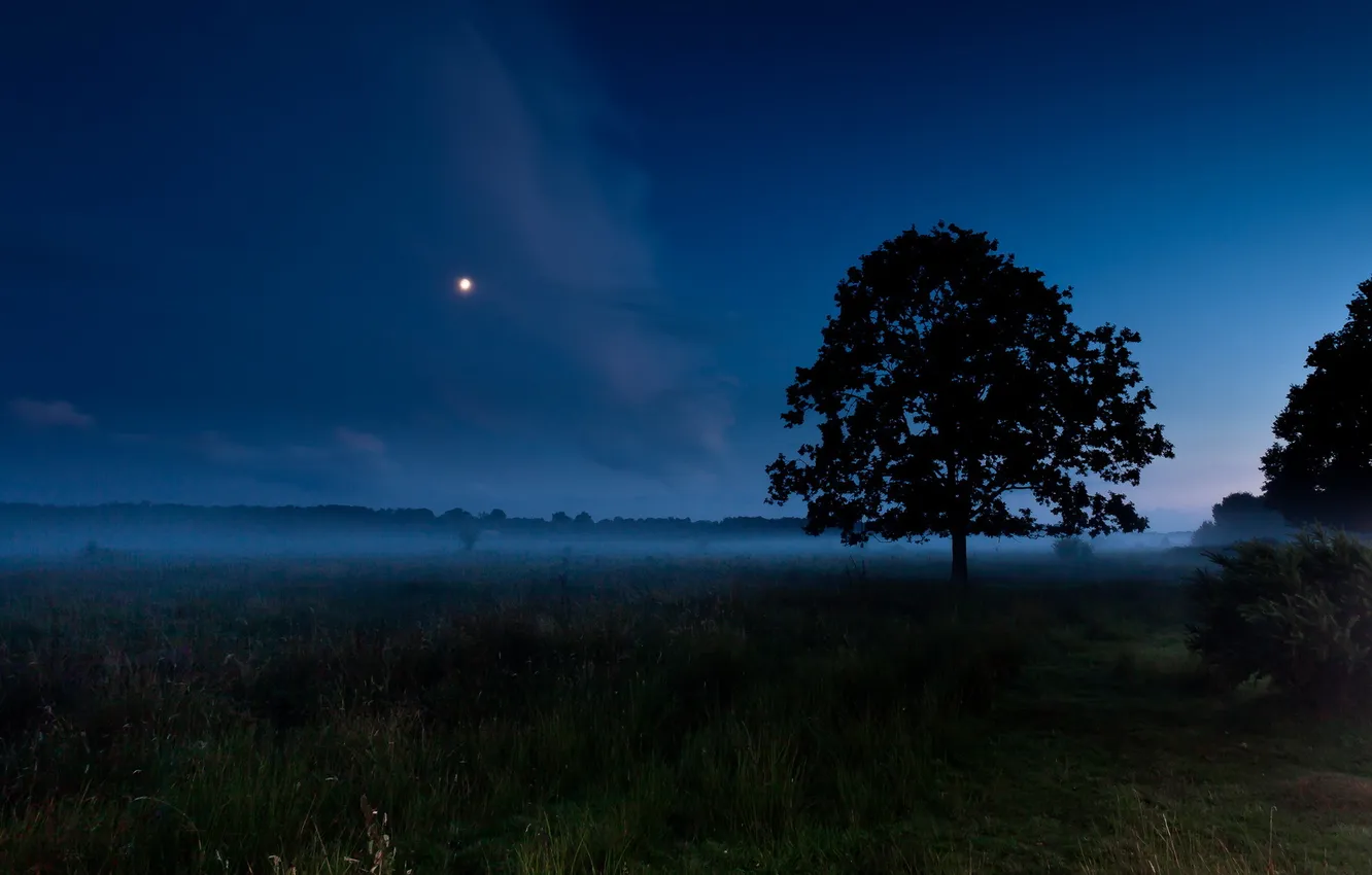 Фото обои поле, ночь, дерево