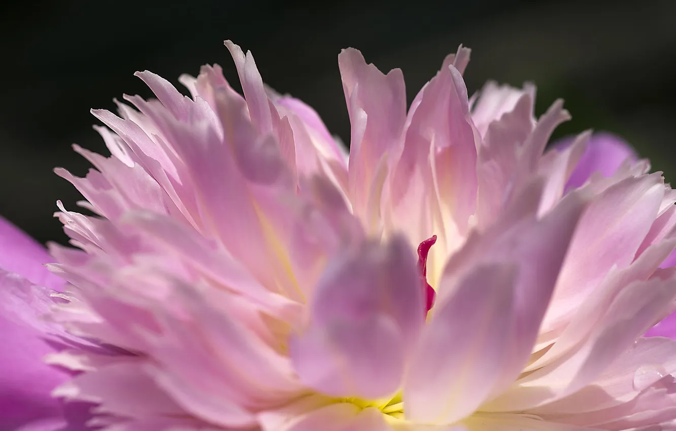 Фото обои цветок, макро, розовый, пион