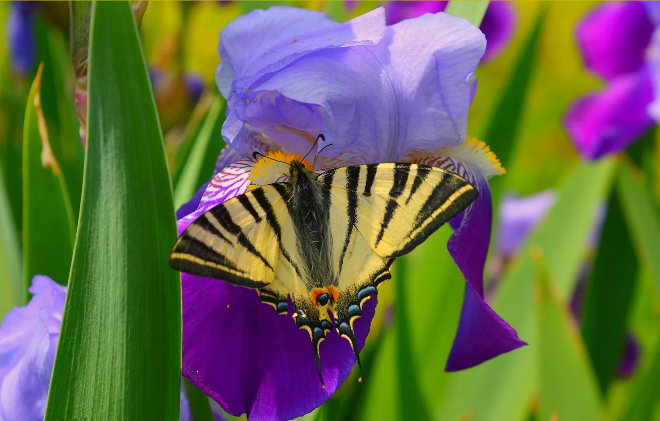 Фото обои Макро, Цветы, Весна, Бабочка, Flowers, Spring, Macro, Butterfly