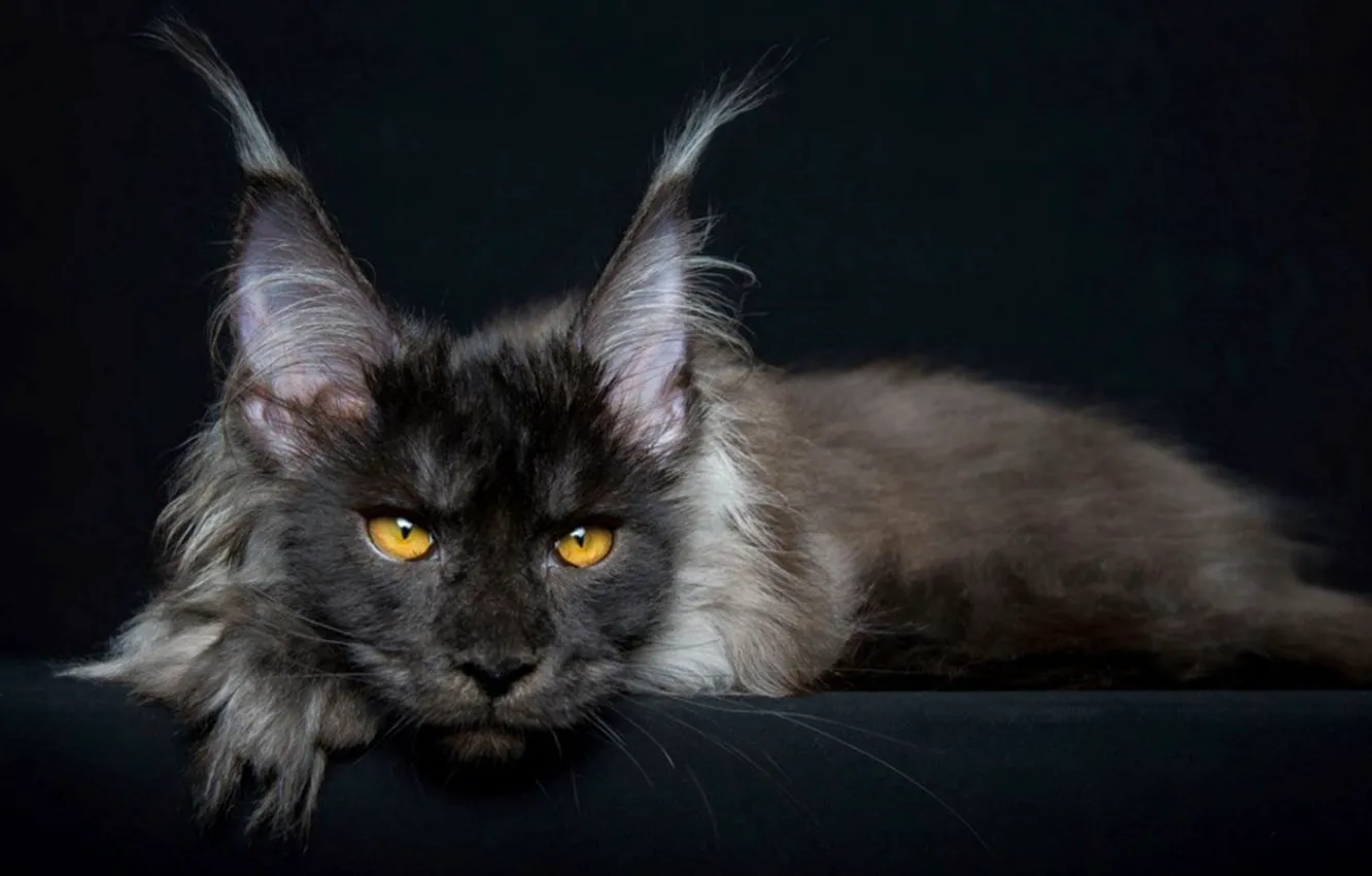 Фото обои cat, animal, maine coon