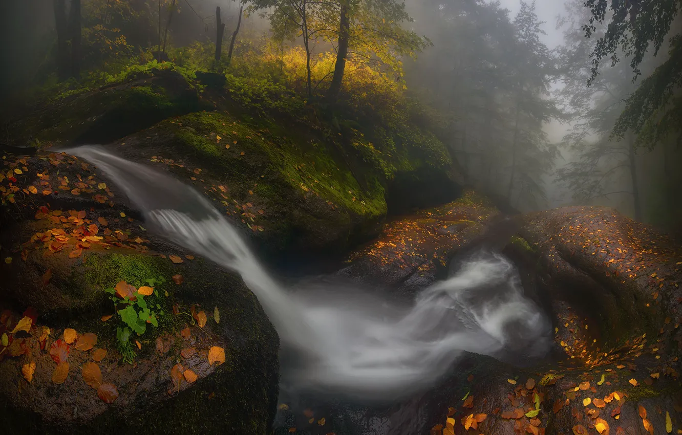 Фото обои лес, вода, деревья, природа, Осень, Болгария, Краси Матаров